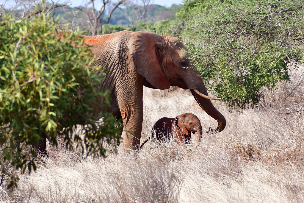 Tsavo East National Park